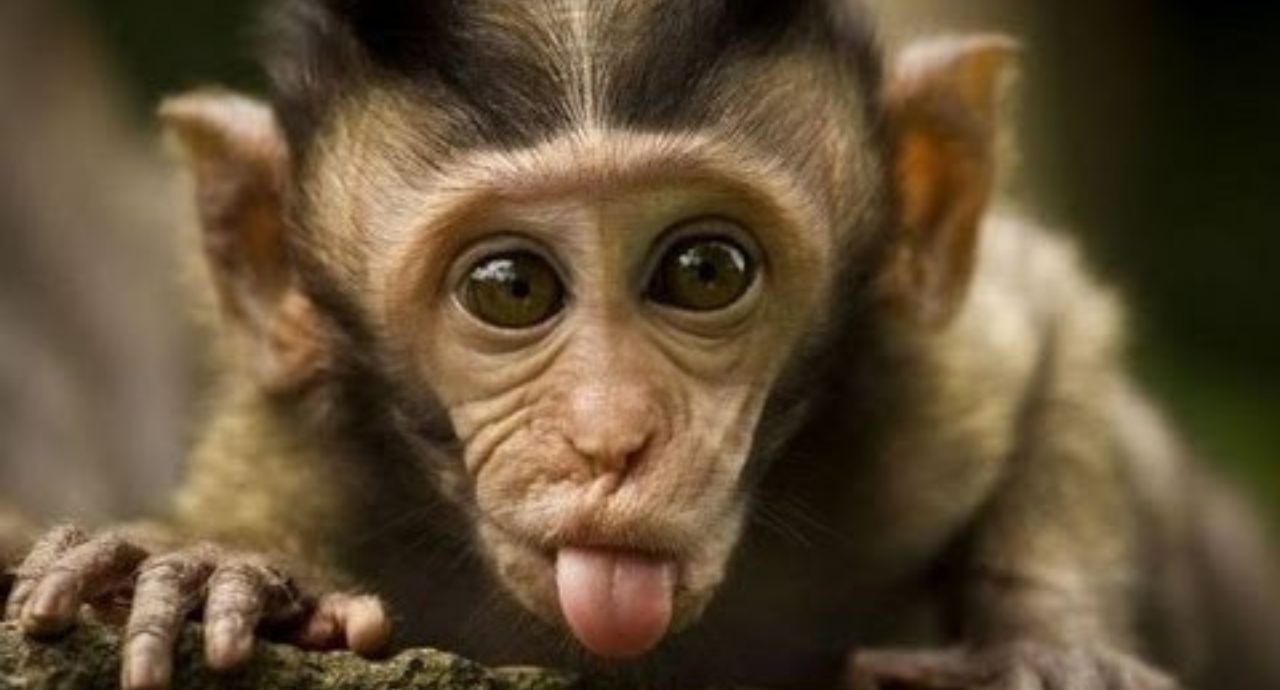 Funny monkeys will make you laugh hard