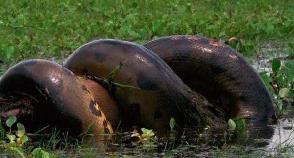 Anaconda Devours Huge Meal | Monster Snakes – Watch Video