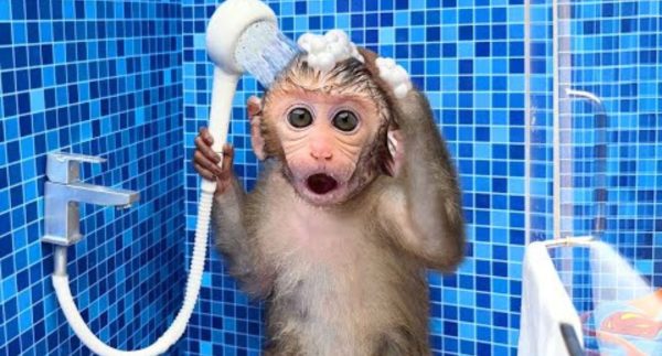 Monkey Baby Bon Bon goes to the toilet and plays with Ducklings in the swimming pool – watch full video