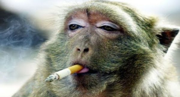 Funny Monkeys Videos – Funniest Monkey Will Make You Laugh Hard Compilation :  Watch Video