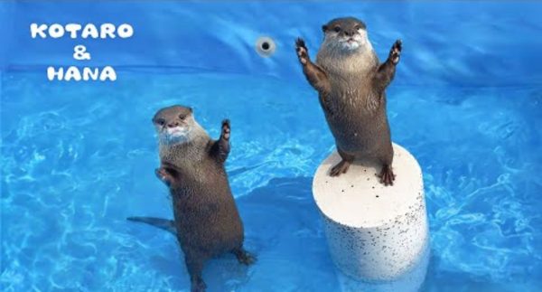 Otters’ First Splash in Their Brand New Pool! – Watch Video