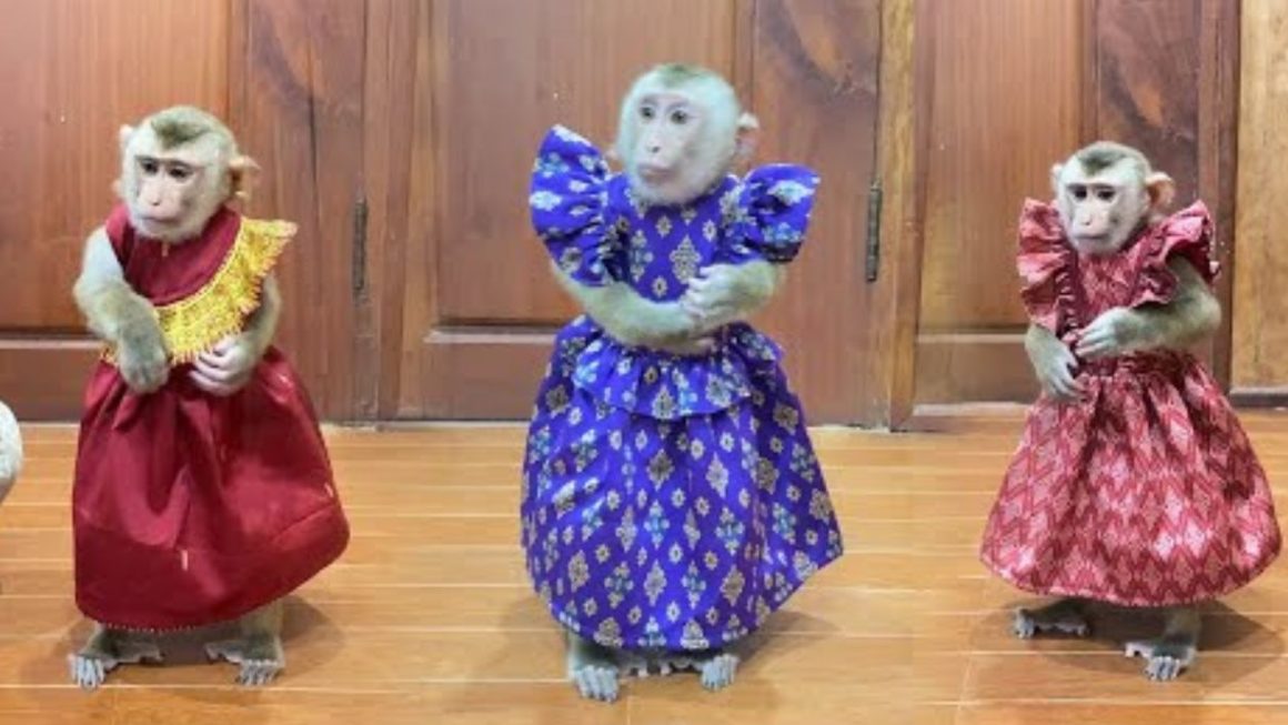 monkey-wear-traditional-clothes-video-viral