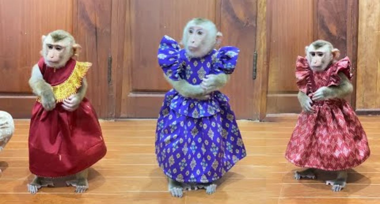 monkey-wear-traditional-clothes-video-viral