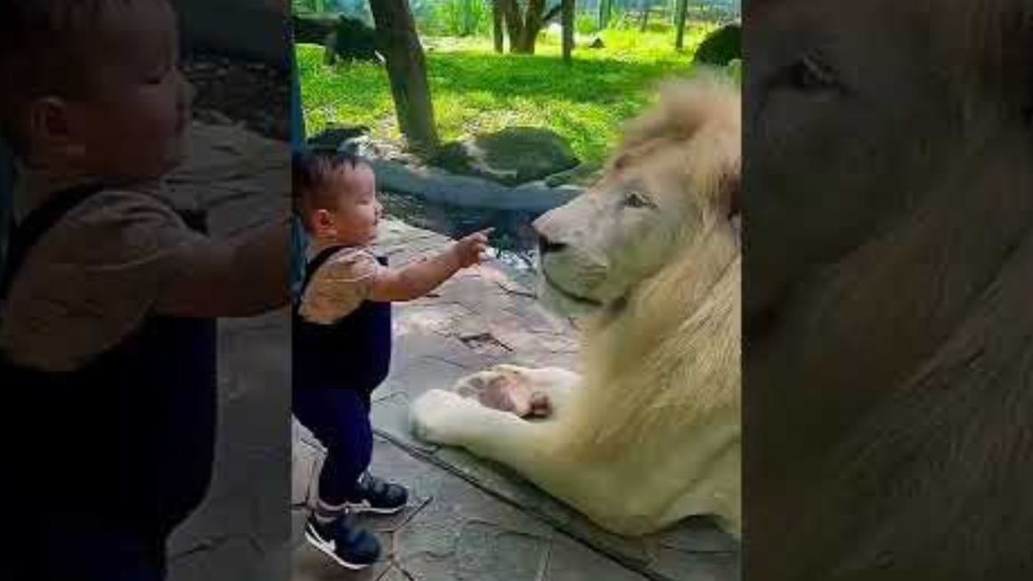 Lion VS Kid Full Video Viral