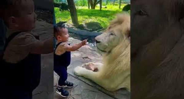 Lion VS Kid Full Video Viral On Social Media – Watch Full Video