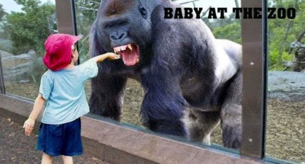 Funny Babies At The Zoo Video Viral on Social Media – Watch Now