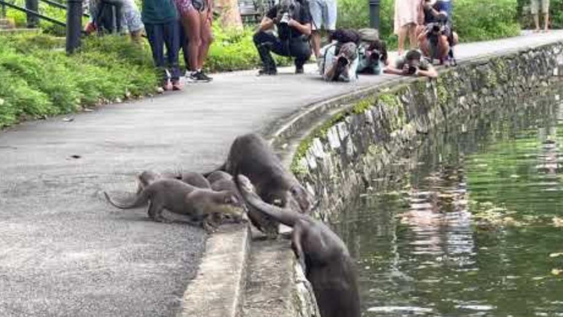 Otters viral videos