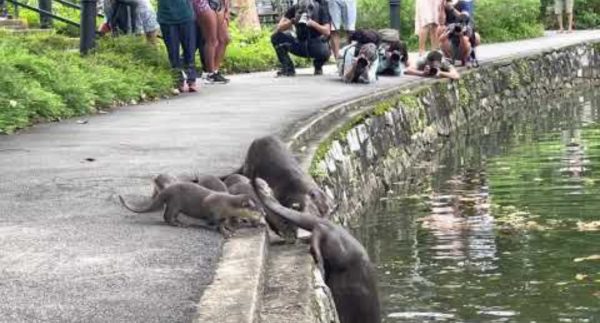 Nervous Otter Pups Get Swimming Lesson at Singapore Botanic Gardens – Watch Viral Video