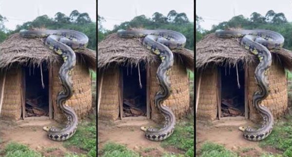 The dog kept barking because a snake was spotted – Watch Viral Video