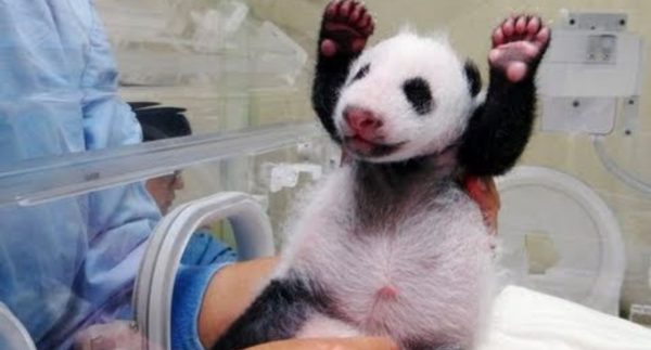 Baby Panda Meets Mom For First Time – Watch Full Video